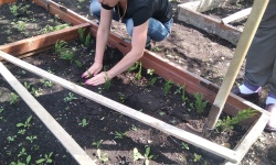 Редкие для региона растения выращивают боскольские школьники